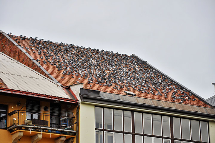 A2B Pest Control are able to install spikes to deter birds from roofs in Leicester. 