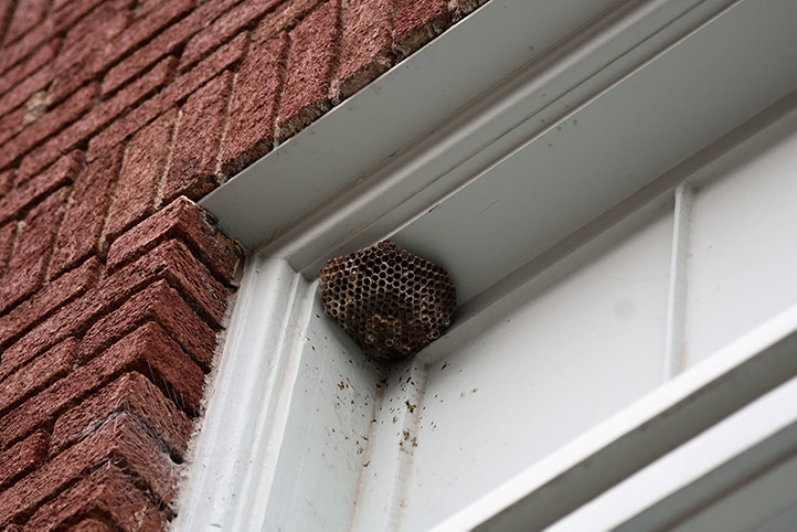 We provide a wasp nest removal service for domestic and commercial properties in Leicester.